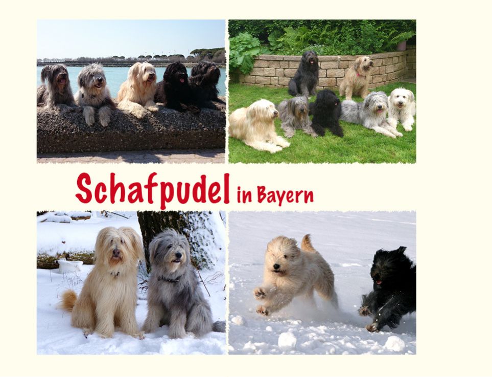 Schafpudel in Bayern