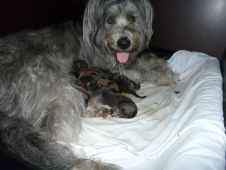 Schafpudel-Mamma Fini mit ihren Neugeborenen